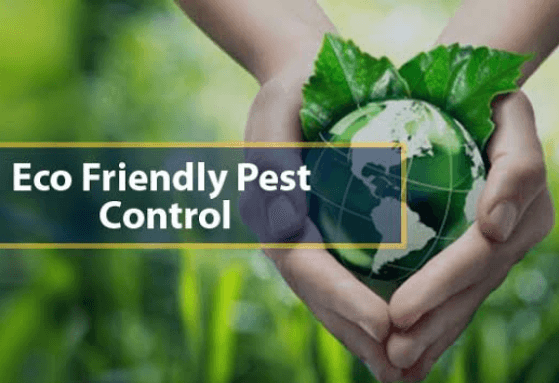 Radiance Services,Eco-Friendly Pest Control